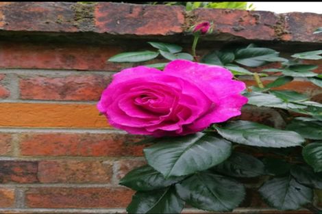 Photo of property in 23 Lee Road, Burbush, Hamilton, 3289