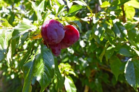 Photo of property in 16 Molloys Road, Te Marua, Upper Hutt, 5018