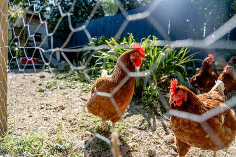 Photo of property in 8 Lochinvar Place, Hairini, Tauranga, 3112