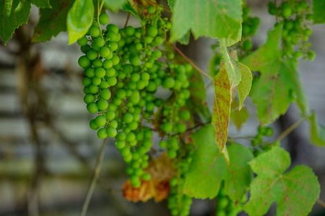 Photo of property in 348 Main Sh25 Road, Tairua, 3508