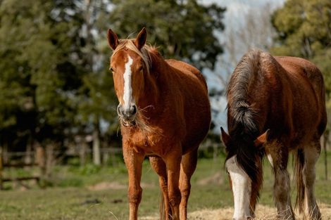 Photo of property in 97f Poplar Lane, Edgecumbe, Whakatane, 3192