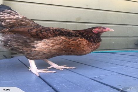 Photo of property in 45 Ravenwood Drive, Forrest Hill, Auckland, 0620