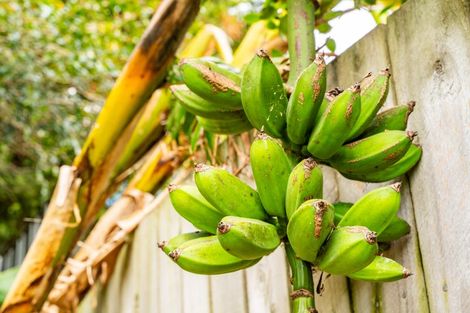 Photo of property in 16 Batten Street, Wellsford, 0900