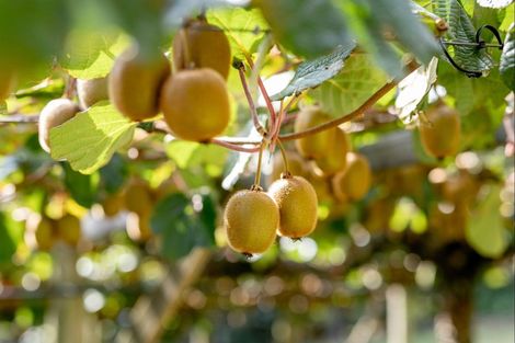 Photo of property in 93 Te Puna Quarry Road, Minden, Tauranga, 3179