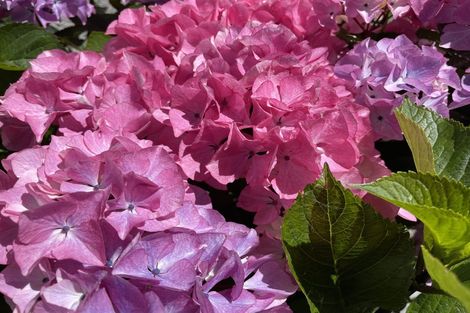 Photo of property in 43 Cashmere Avenue, Khandallah, Wellington, 6035