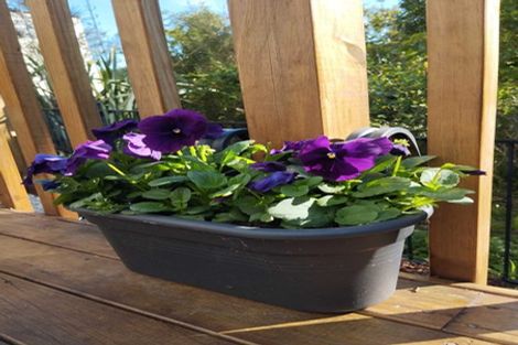 Photo of property in 10 Ketu Court, Albany Heights, Auckland, 0632