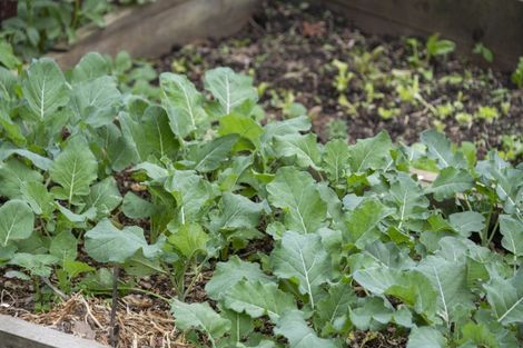 Photo of property in 7 Vonnell Place, Birkdale, Auckland, 0626