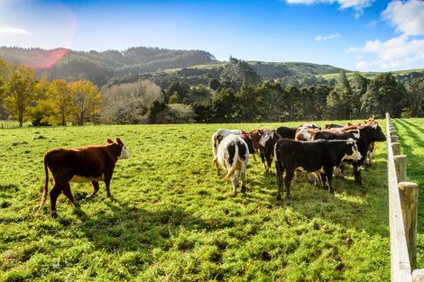 Photo of property in 1149a Whangaripo Valley Road, Whangaripo, Wellsford, 0972