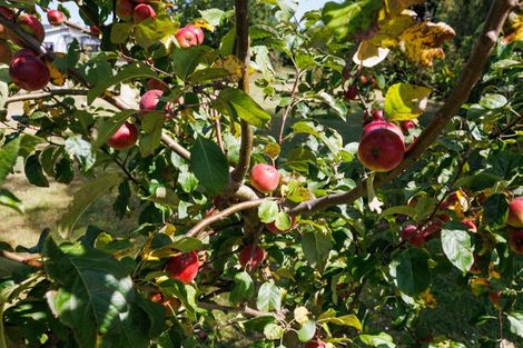 Photo of property in 71 Fairview Avenue, Feilding, 4702