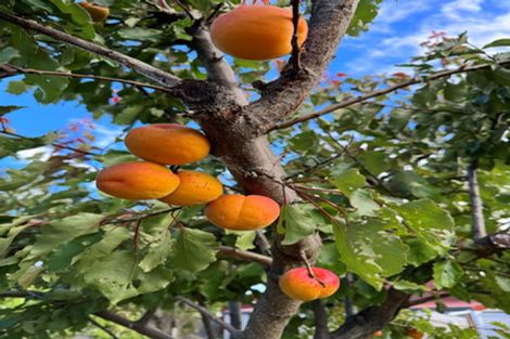 Photo of property in 386 Alabama Road, Riverlands, Blenheim, 7274