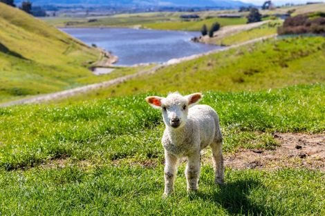 Photo of property in 466 Delta Lake Heights, Renwick, 7271