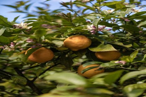 Photo of property in 60 Victoria Street, Waikino, Waihi, 3682