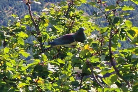 Photo of property in 265 Hill Road, Eskdale, Napier, 4182