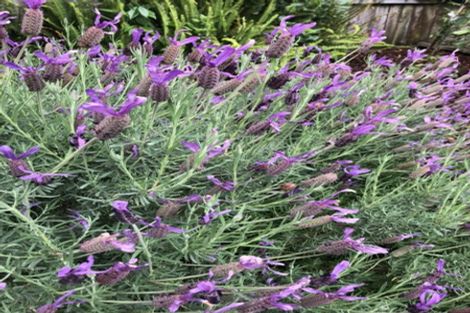 Photo of property in 78 Wirihana Road, Titirangi, Auckland, 0604