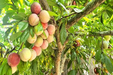 Photo of property in 635 Mahurangi East Road, Algies Bay, Warkworth, 0920