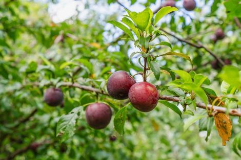 Photo of property in 111 Dip Road, Te Kamo, Whangarei, 0176