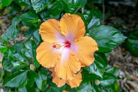 Photo of property in 15 Puriri Place, Tuateawa, Coromandel, 3583