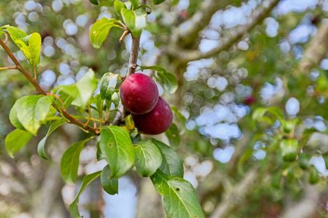 Photo of property in 532a State Highway 2, Minden, Tauranga, 3176