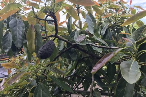 Photo of property in 11 View Road, Shelly Park, Auckland, 2014