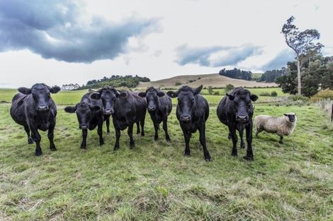 Photo of property in 246 Summerhill Road, Cust, Rangiora, 7471