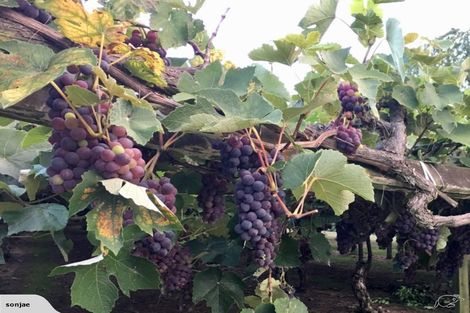 Photo of property in 29 Lancaster Road, Aongatete, Katikati, 3181