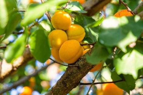 Photo of property in 630 Claverley Road, Hundalee, Cheviot, 7384