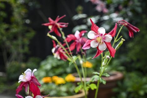 Photo of property in 205 Pattison Road, Akina, Hastings, 4122