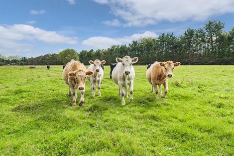 Photo of property in 25 Stephens Road, Leeston, 7682