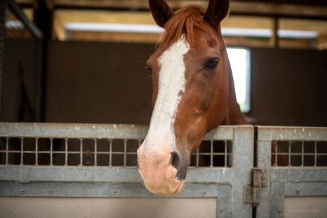 Photo of property in 626b Ngaruawahia Road, Te Kowhai, Hamilton, 3288