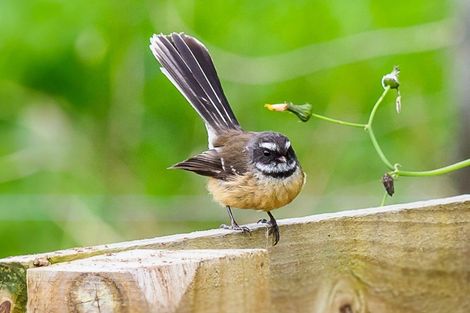 Photo of property in 16 Kennedy Road, Dairy Flat, Albany, 0792