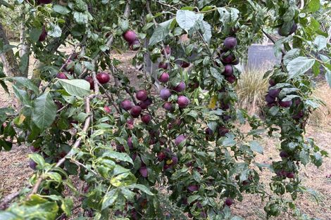 Photo of property in 24 Thousand Acre Road, Alma, Oamaru, 9492