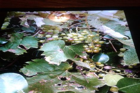 Photo of property in 4487 State Highway 12, Ruawai, 0592