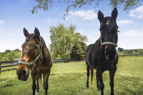 Photo of property in 631 Horsham Downs Road, Horsham Downs, Hamilton, 3281