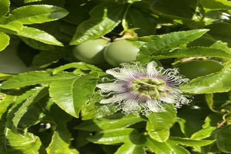 Photo of property in 4 Hillsden Place, Glenwood, Timaru, 7910