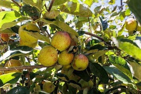 Photo of property in 3 Ruamahanga Crescent, Terrace End, Palmerston North, 4410