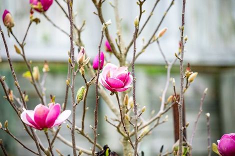 Photo of property in 39 Springfield Crescent, Enderley, Hamilton, 3214