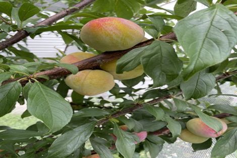 Photo of property in 1/19 Martin Road, Manurewa, Auckland, 2102