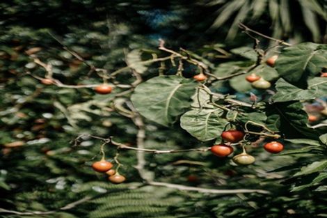 Photo of property in 269 Kaipara Road, Papakura, 2582