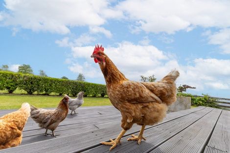 Photo of property in 1636 Alexandra Road, Waharoa, 3474