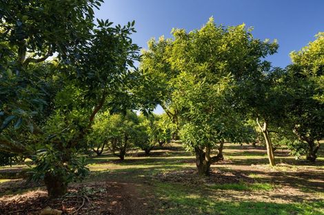 Photo of property in 196 Whakamarama Road, Whakamarama, Tauranga, 3179