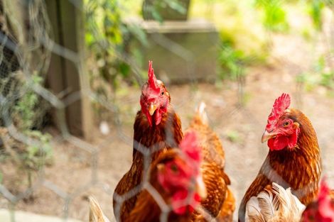 Photo of property in 57 Whangarei Heads School Road, Whangarei Heads, Whangarei, 0174