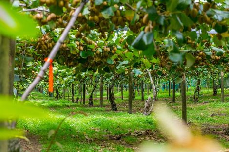 Photo of property in 866 No 2 Road, Te Ranga, Te Puke, 3182