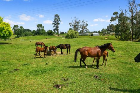 Photo of property in 570 Tauranga Road, Te Poi, Matamata, 3473