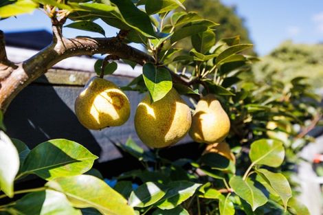 Photo of property in 16 Mudgway Place, Awapuni, Palmerston North, 4412