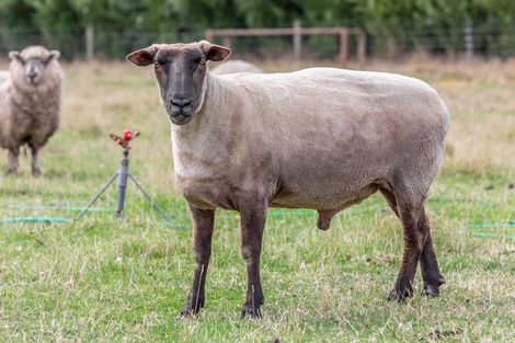 Photo of property in 85 Glassworks Road, Newland, Ashburton, 7772