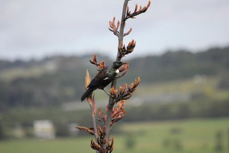 Photo of property in 45a Finlayson Road, Matarau, Kamo, 0176