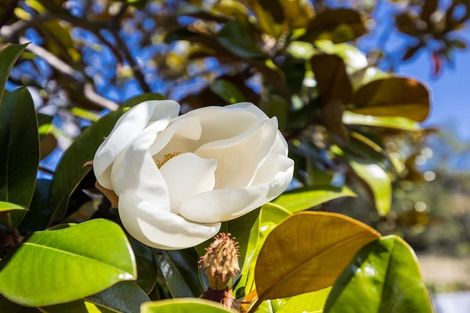 Photo of property in 8 Magnolia Lane, Mosgiel, 9024