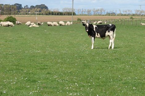 Photo of property in 653 Grove Bush Woodlands Road, Grove Bush, Invercargill, 9872