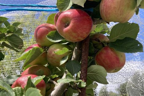 Photo of property in 288 Barnes Road, Lincoln, Christchurch, 7672