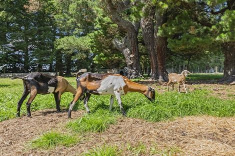 Photo of property in 428 Kowai Road, Springfield, 7681